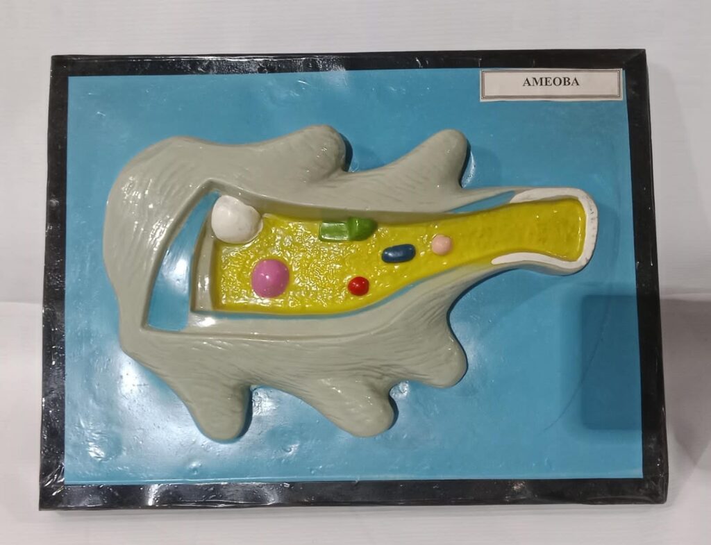 Amoeba 2D Model