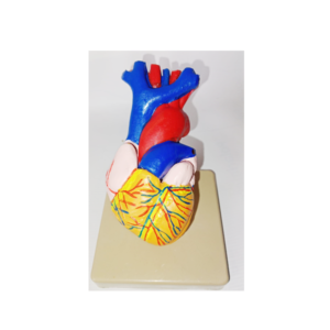 Human Heart 3D Model