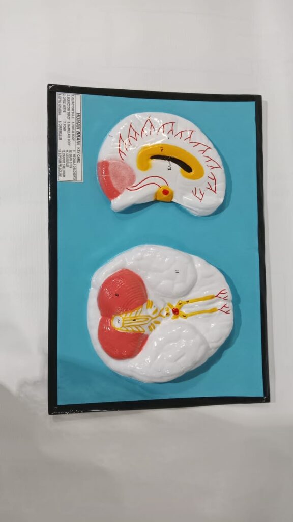 Human Brain 2D Model