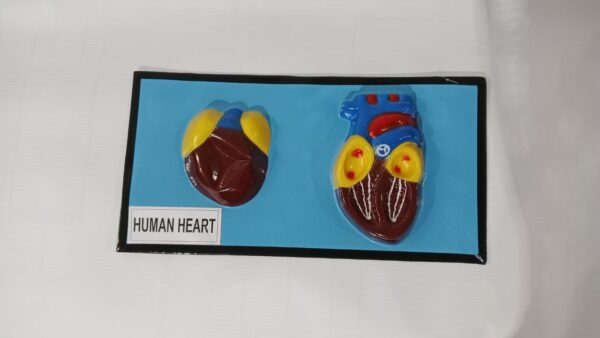 Human Heart 2D Model