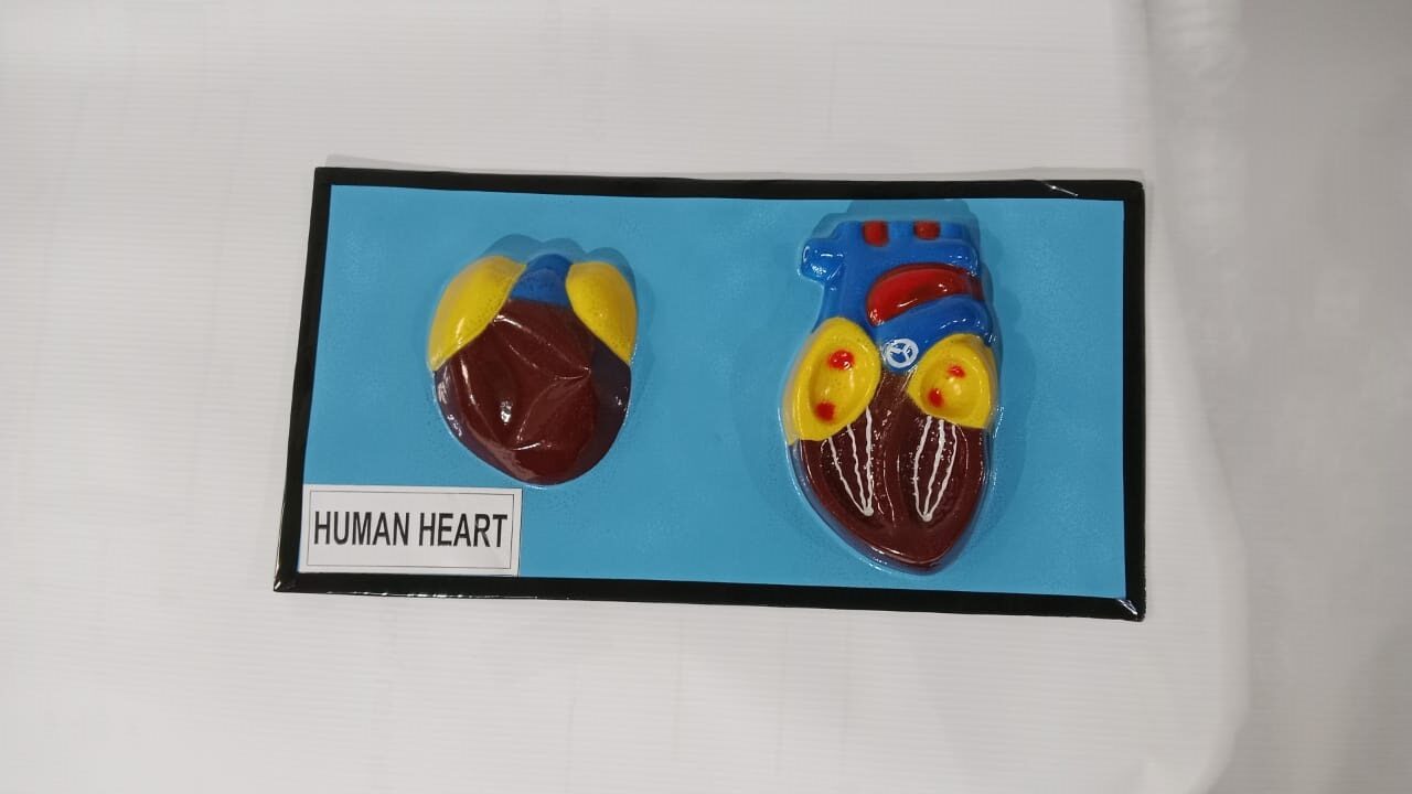 Human Heart 2D Model