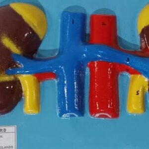 Human Kidney 2D MODEL