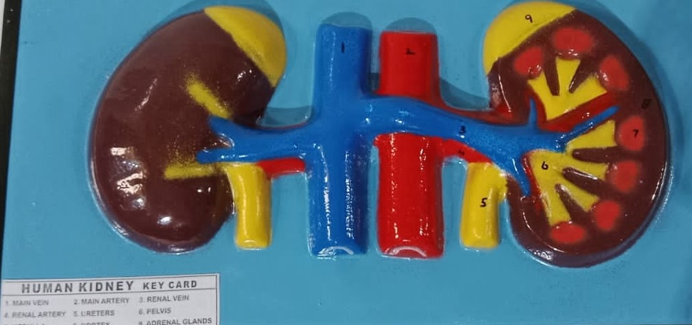 Human Kidney 2D MODEL