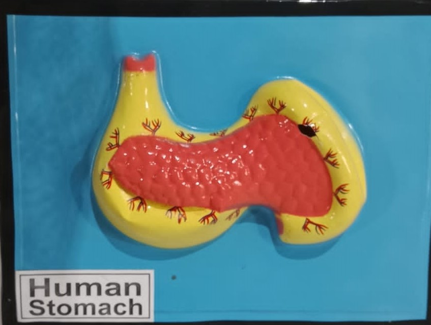 Human Stomach Model