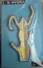 L.S Hydra 2D MODEL