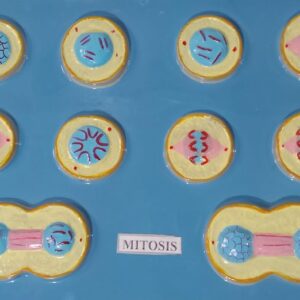 Mitosis 2D Model