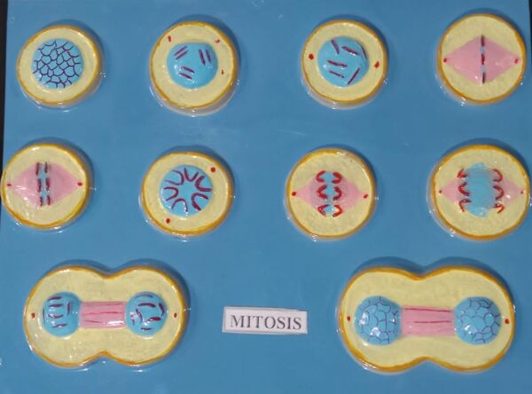 Mitosis 2D Model