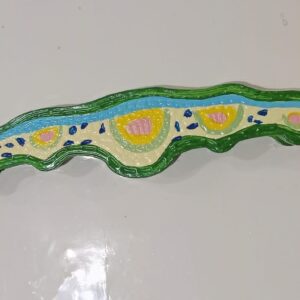 Monocot leaf 2D Model