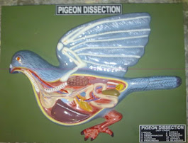 Peigon Dissection