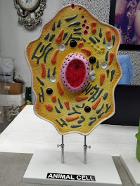 Plant Cell