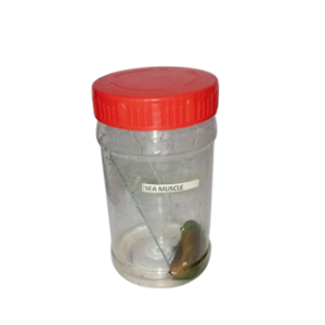 why specimens are important in studying biology