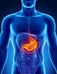 Stomach
