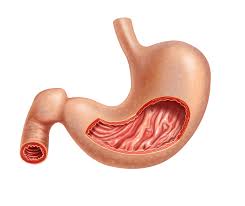 Human Stomach 2D Model