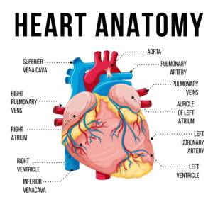 Human heart diagram 