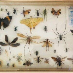 Insect Box